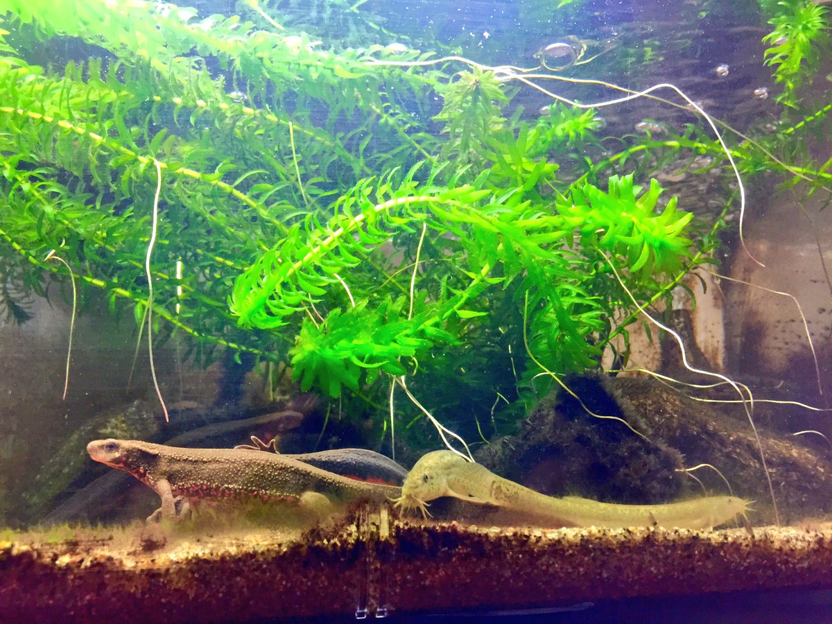 水質が今ベストなのかアナカリス（水草）の根っこが恐ろしいほど伸びて