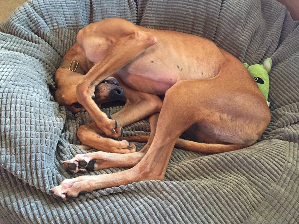 prisongreyhound tweet picture