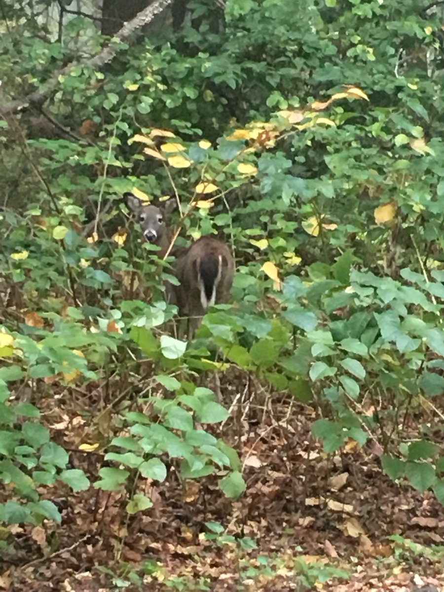 White tailed deer on a foggy morning in Warwick City Park. @MadeFromRI @DeerGear @BrightSide_RI #warwickcitypark #foggydeer