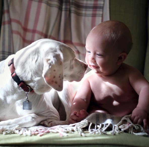 CapaMag's tweet photo. Kanada'da yaşayan Elizabeth Spence, 2 yaşındaki çocuğu ve 7 sene önce barınaktan aldığı köpeğinin arkadaşlıklarının fotoğraflarını paylaştı. https://t.co/EU5mQZmTee