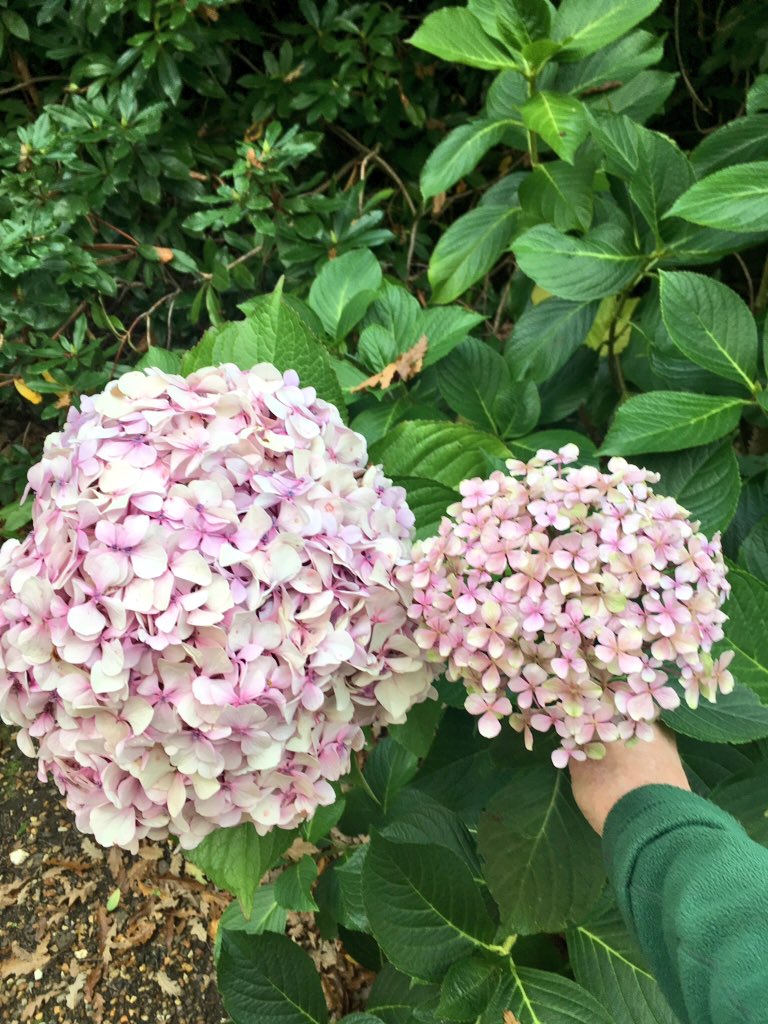 rockola1958's tweet photo. We have some huge hydrangeas this year. https://t.co/qI9w4Klrlm