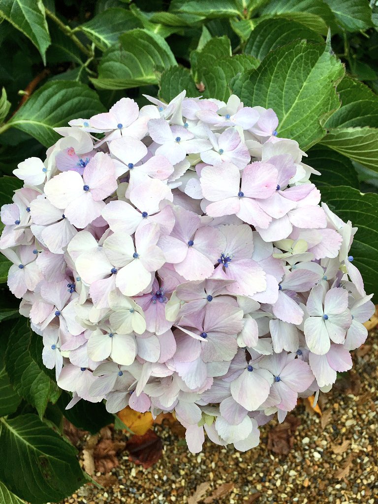 rockola1958's tweet photo. We have some huge hydrangeas this year. https://t.co/qI9w4Klrlm