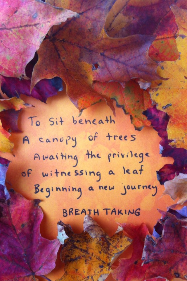 BusyMindStorm's tweet photo. #autumn #fall #leaves #nature #gratitude #tranquility #journey #photography #thoughts https://t.co/gtRCALRdXY