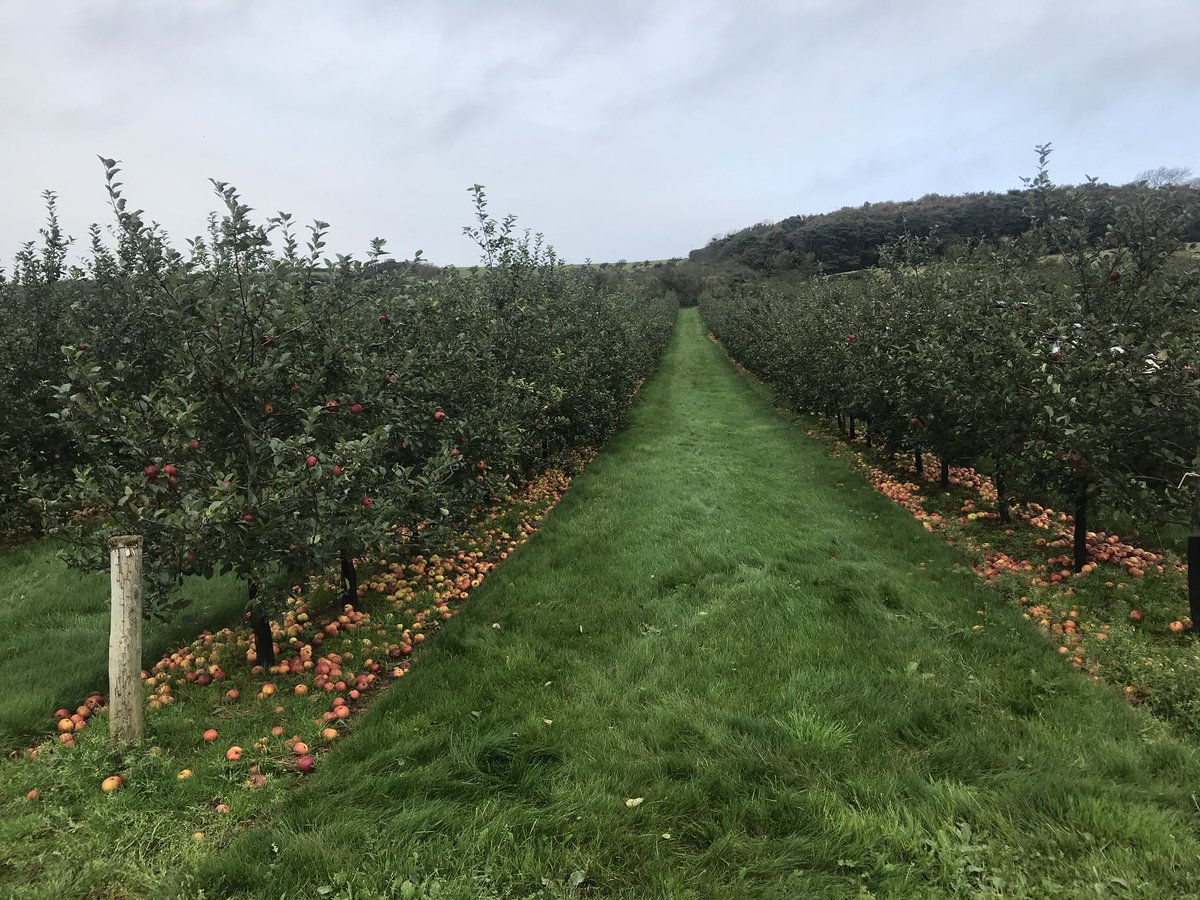 Chris_Bavin's tweet photo. Great day filming @EatWellForLess @thatchers_cider thank you for a lovely day #britishcider #apples #supercider https://t.co/2oGHKuZgfF