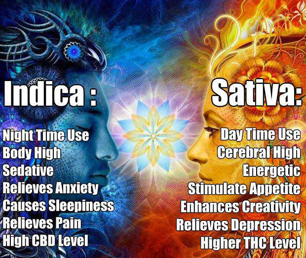 docZpdx's tweet photo. Whats will it be today? #docz #Indica #Sativa #Cannabis #alternativemedicine #CBD https://t.co/CEgGXYT86f