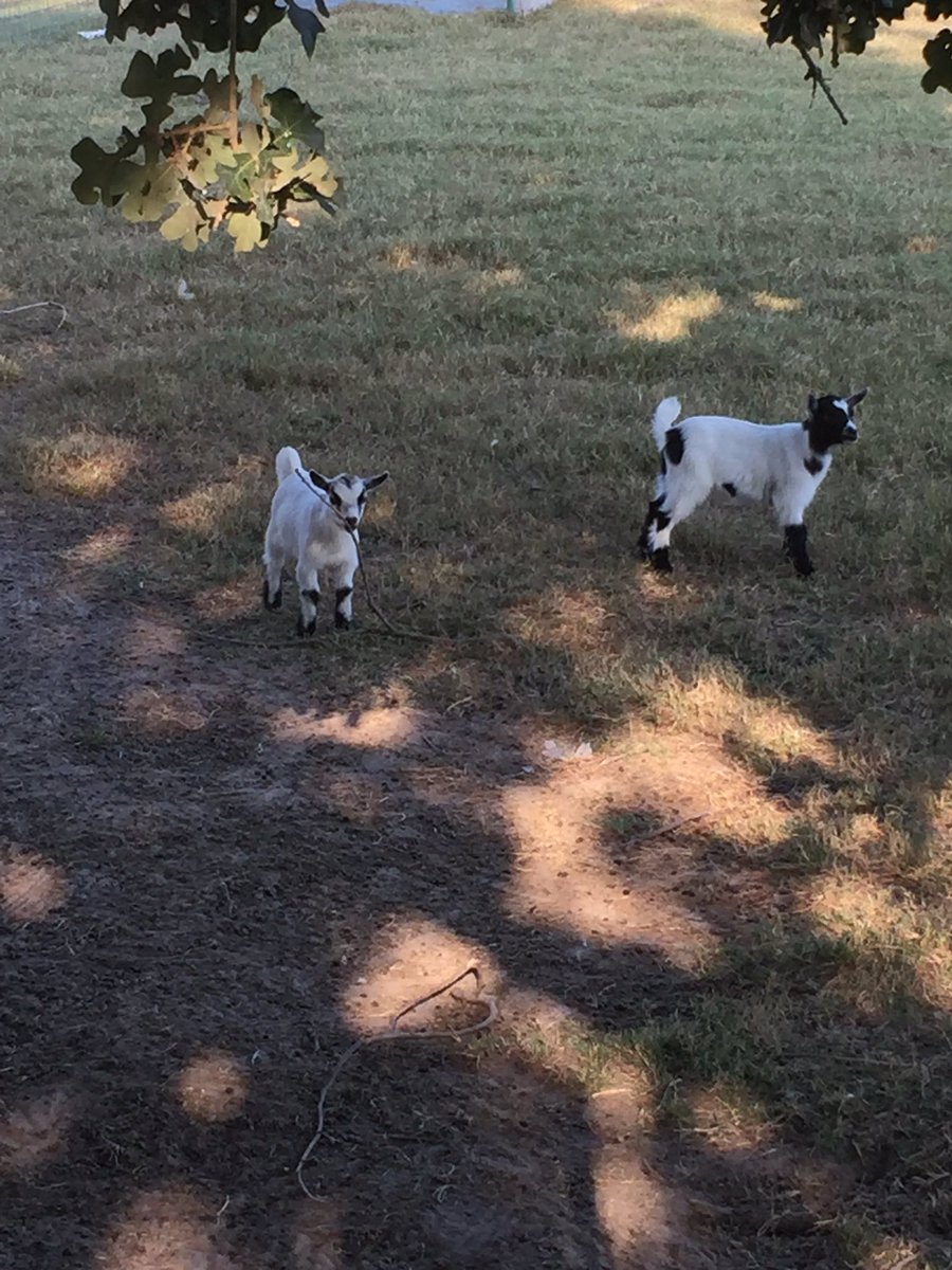 5th period is also the goat