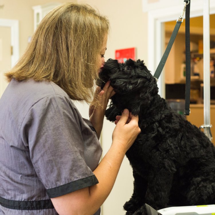 Canine Clips Salon (canineclipsalon) Twitter