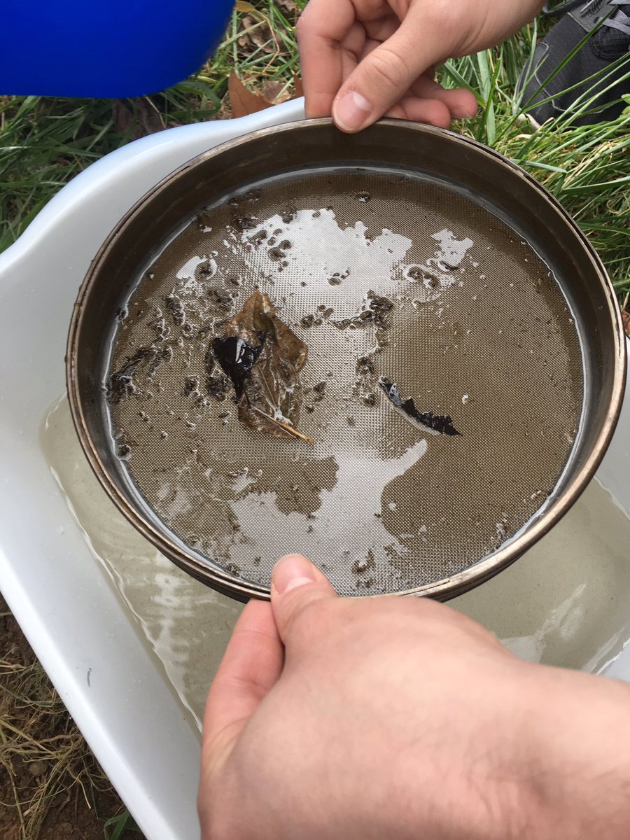 c_bonasera_LU's tweet photo. Collecting macroinvertebrates in #ees152 lab...we'll analyze them next week https://t.co/04TytNqIou