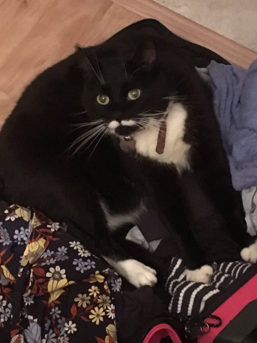 Parker_The_Cat's tweet photo. Helping Mum unpack her suitcase 😻#helpingcat #suitcasecat #paws https://t.co/D9EQHlEmIh