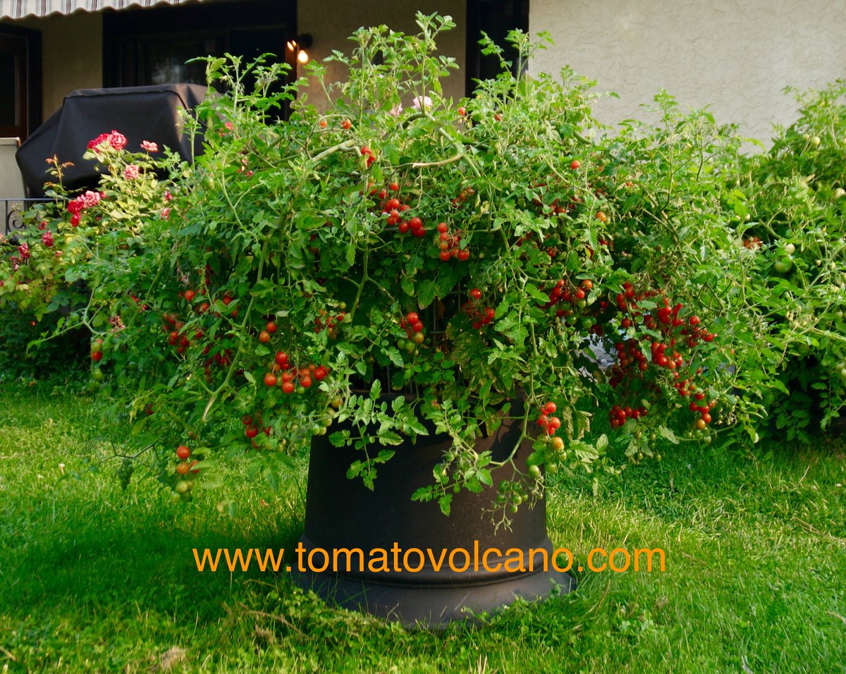 TomatoVolcano's tweet photo. Our thanks to @HomeShows for putting on a great event! Most especially to all of you who dropped by to check out the newest garden systems! https://t.co/LNmqCjszvt
