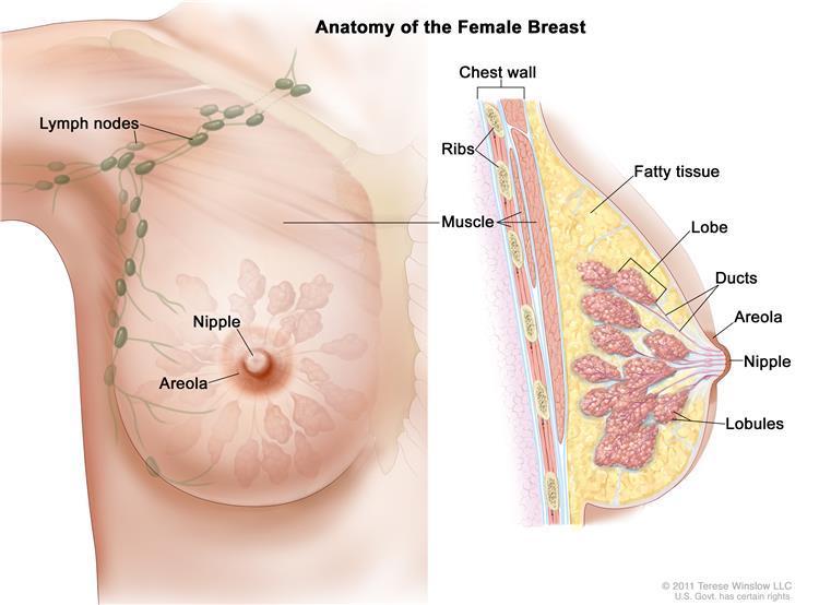 Breast cancer is the 2nd most common cancer in U.S. women after skin cancer. An overview: cancer.gov/types/breast
