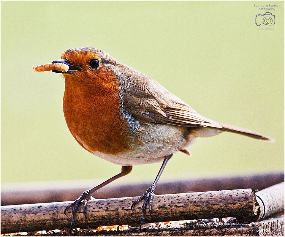 Evening #dorsethour I hope everyone's fit &amp; healthy. Say hello to my mate. 🙂