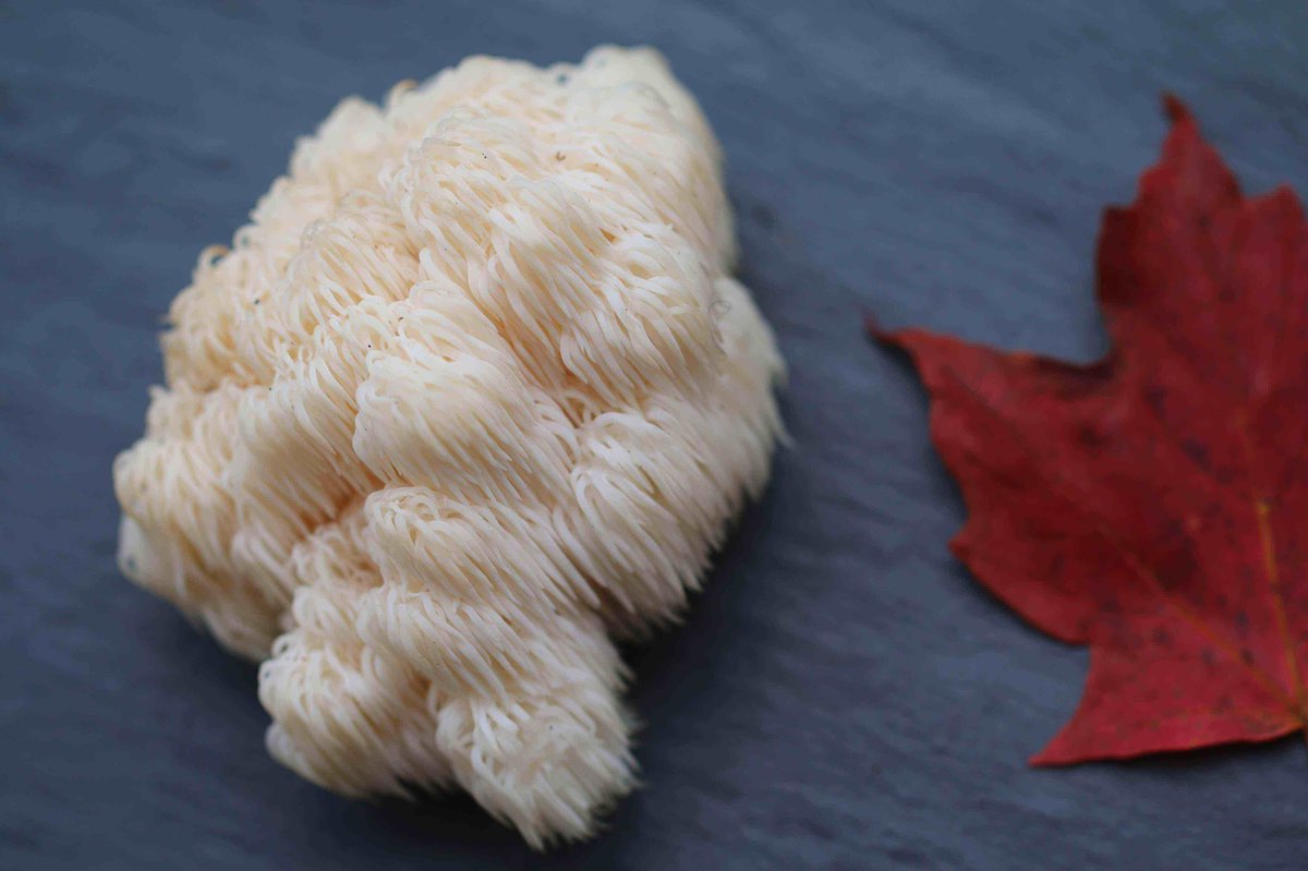 The #fungi are beginning to hide for the winter months ahead. There are still some gourmet edibles out like this delicious lion's mane!
