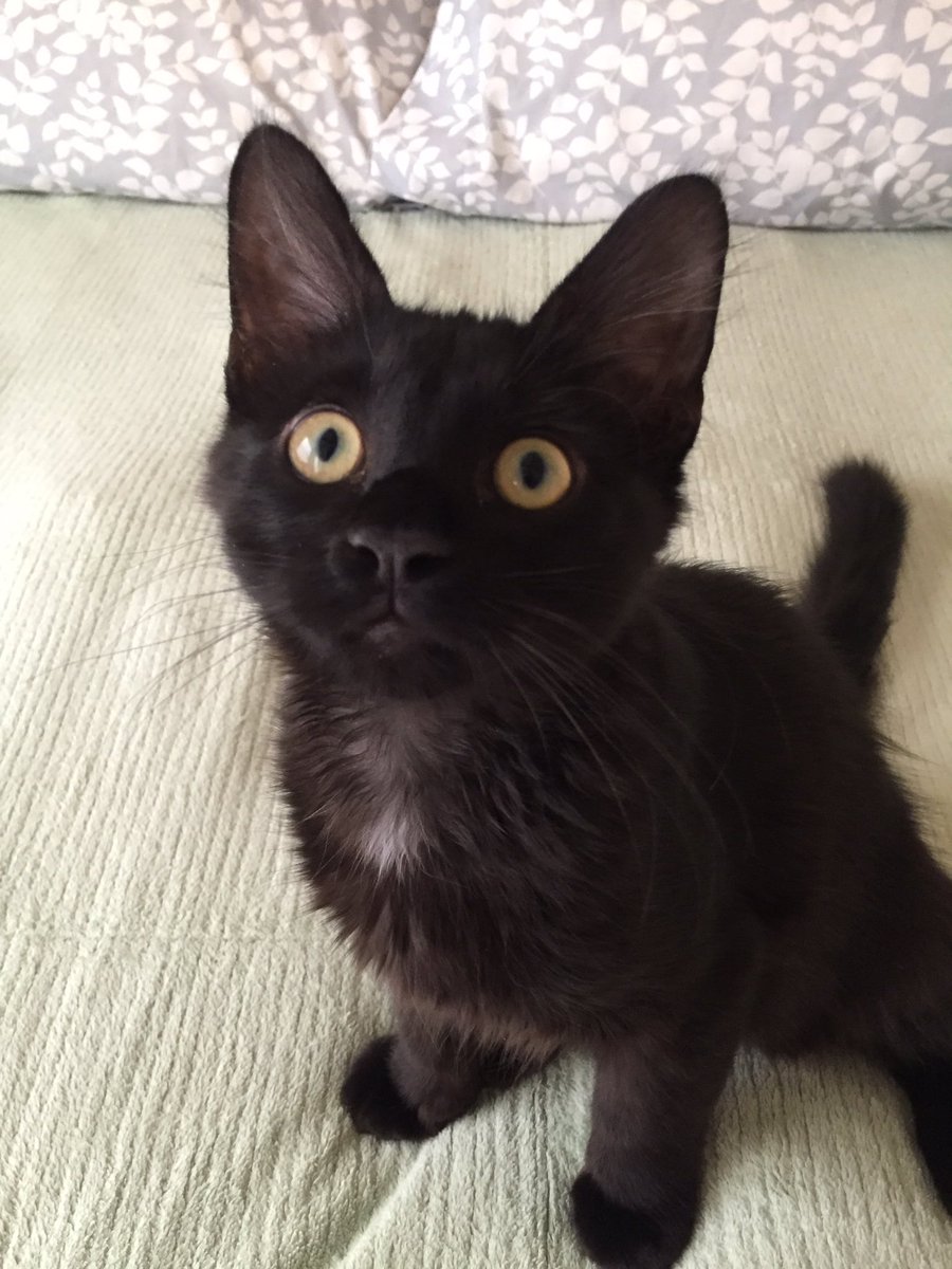 beamcannon's tweet photo. A happy #BearKitty https://t.co/6UvdChsOyW