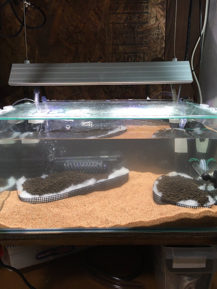 ピンちゃんの飼い主 立ち上げ３日目 水槽 コトブキ45cmスリム水槽 ろ過 テトラax30 Ax45 床 ボトムサンド マスターソイル 照明 アクロトライアングルグロー フィルターを水漏れした時のためにダイソーのタッパーへっ 明日あたりパイロットテナガーと水草を