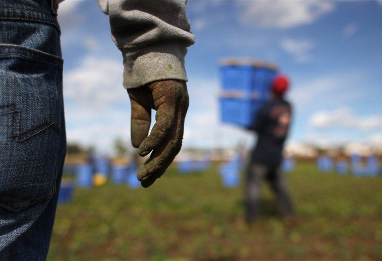 MaruanOussaifi's tweet photo. #ProcuraLecce pomodori schiavi migranti finiti su nostre tavole grazie ad autocertificazione.Non basta "crocetta"per sconfiggere #caporalato https://t.co/x8g2m8YbcN