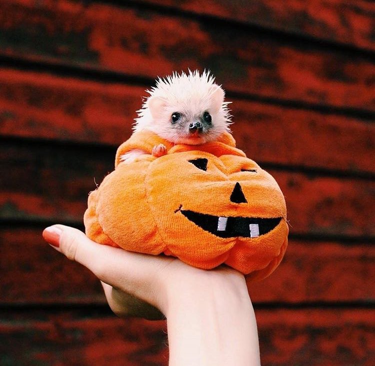 hedgehog 🌻 tweet media