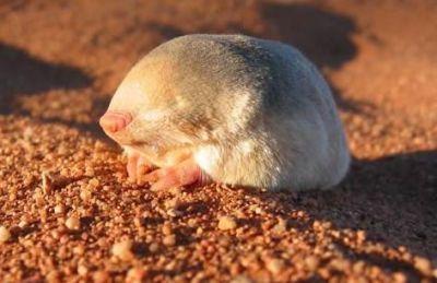 FRLC_LLC's tweet photo. Happy  #MoleDay! https://t.co/0gqHi4vveo