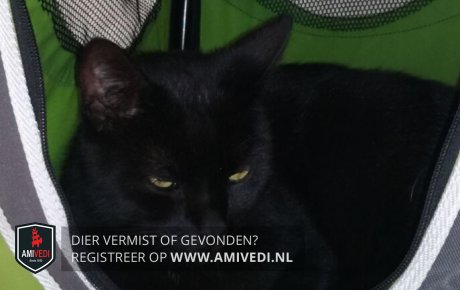 15.10.2017 Cor,Burgemeester Ypeijstraat,Sliedrecht is zwarte kater Rocky kwijt - goo.gl/o6hf6n