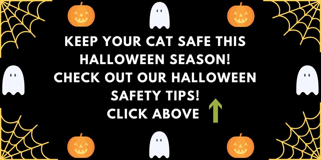 BestCatTips tweet picture