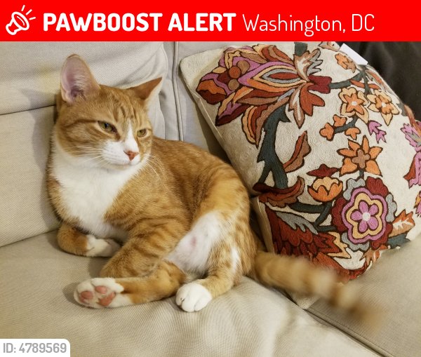 LostPetsDC tweet picture