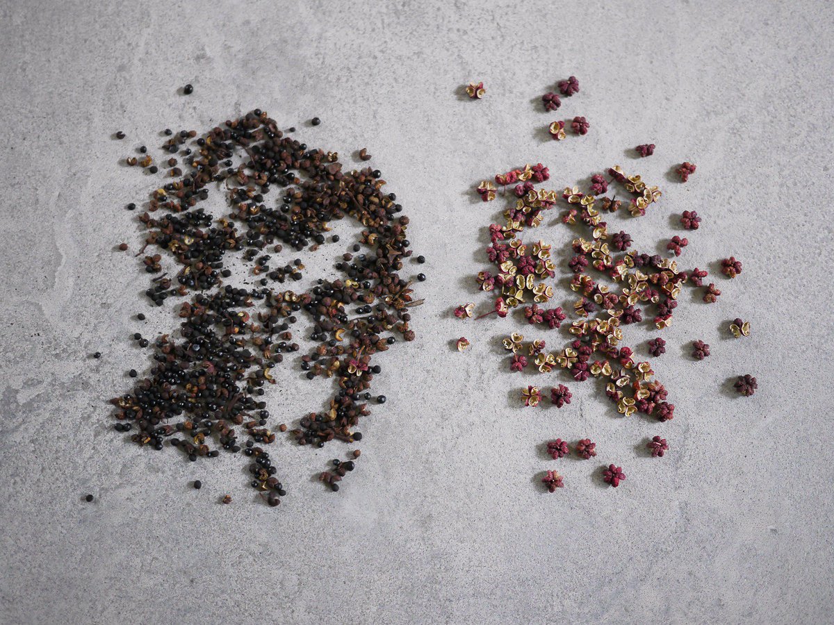 Thrilled that my history of Sichuan pepper in the U.S. is in the awesome <a href="/RoadsKingdoms/">Roads and Kingdoms</a> roadsandkingdoms.com/2017/sichuan-p…