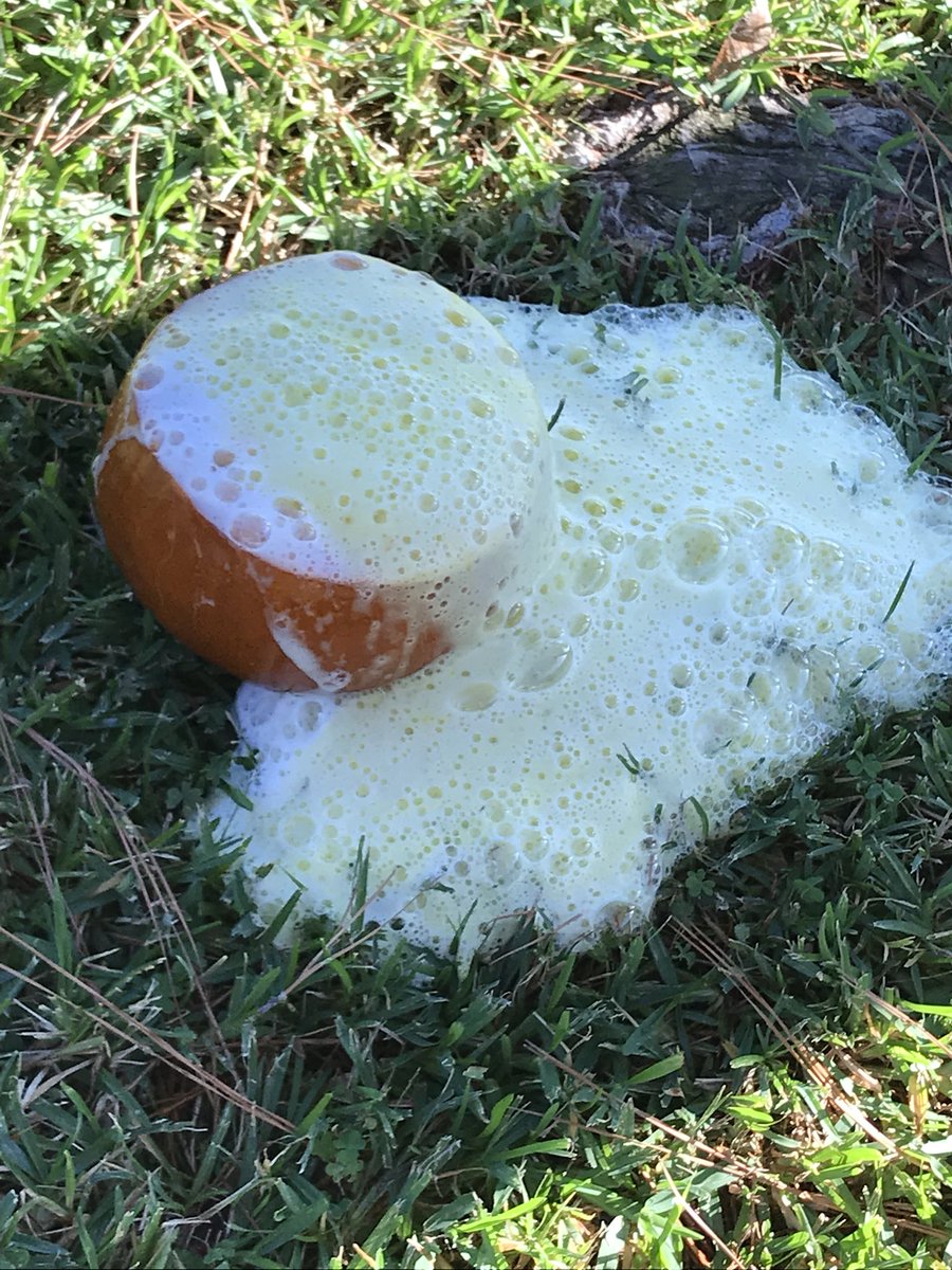 The pumpkin did what?! #welovescience #ps #fun   <a href="/ecdc_roos/">ECDC Roos</a>