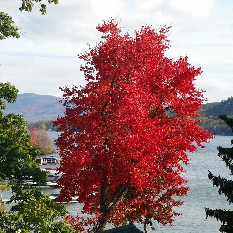 HotelSurfside's tweet photo. Is there a more beautiful time than #fall?
#LakeGeorge #newyork #adirondacks #upstateny #fallfoliage #fallleaves #surfside https://t.co/mqICwfIHUz