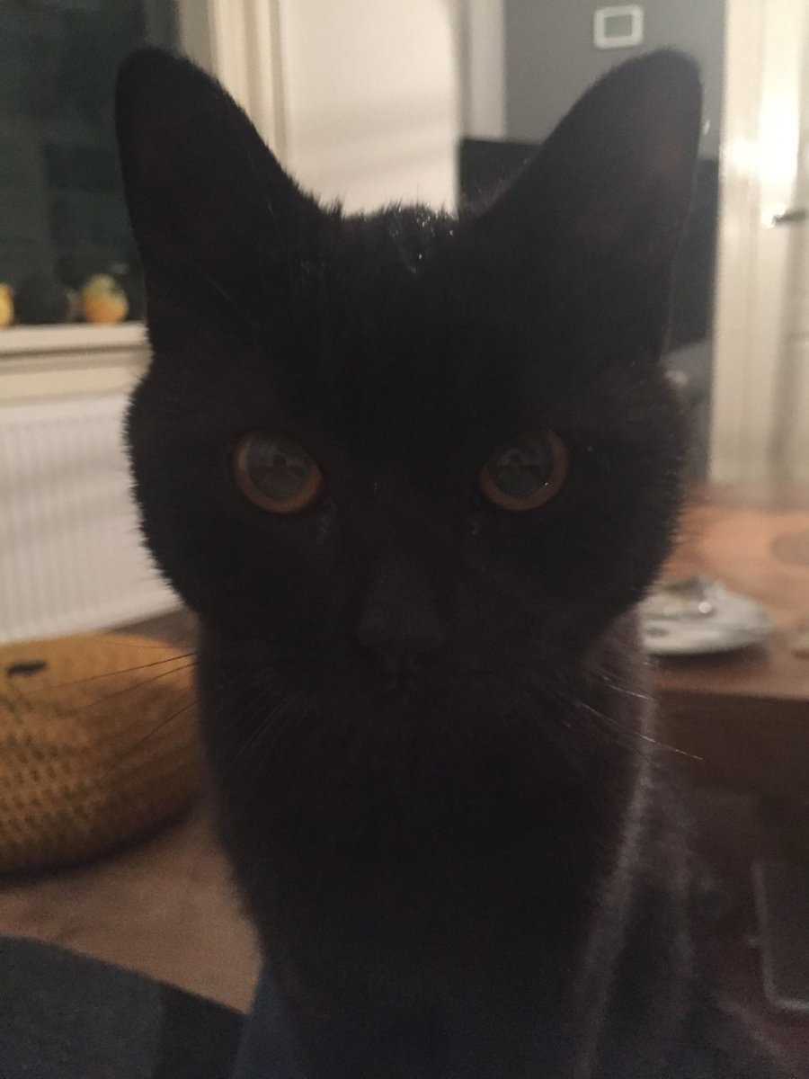 21.10.2017 Ricardo,Admiraal de Ruyterstraat,Sliedrecht is poes Choca kwijt,zwart - goo.gl/B6W3Nr