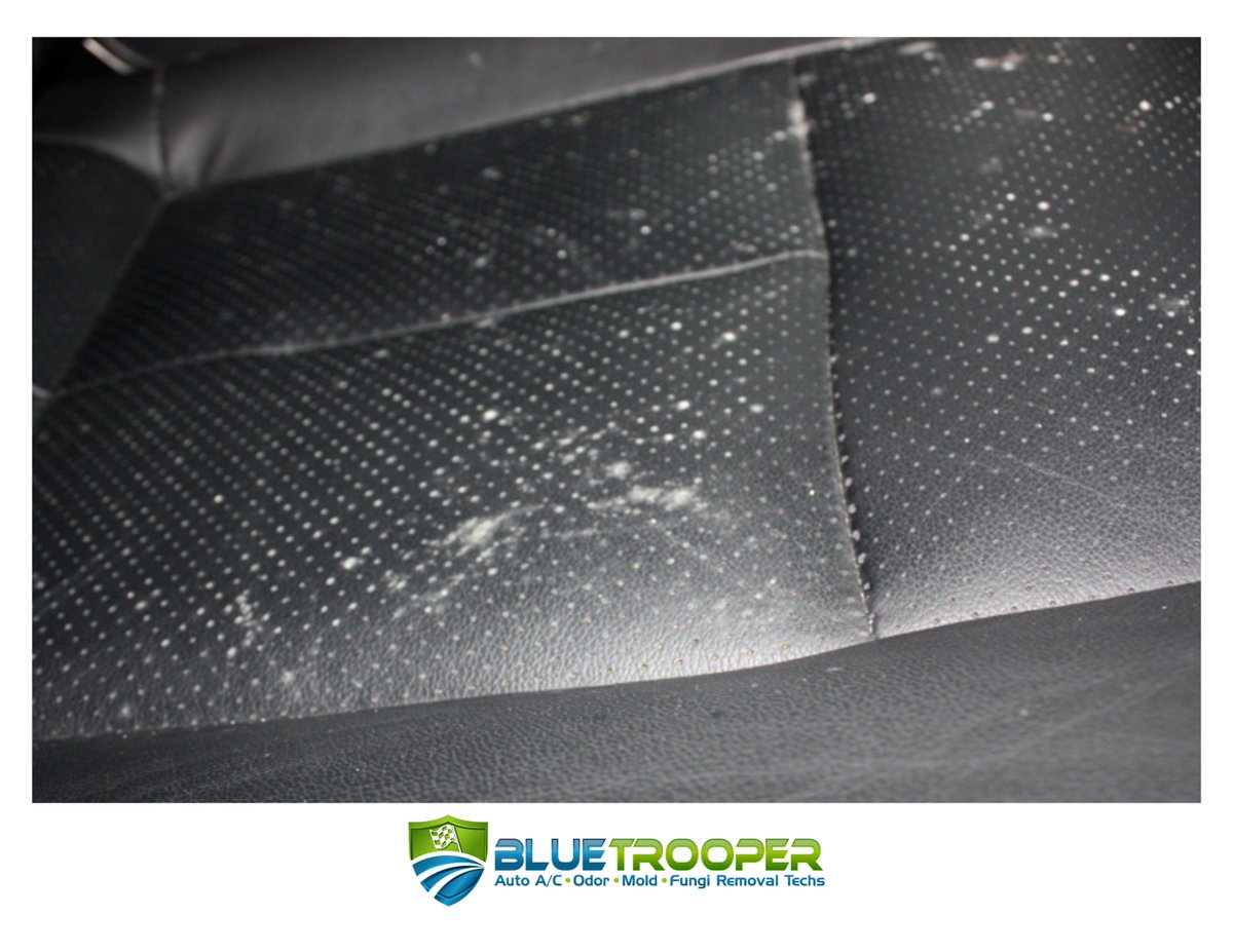 BlueTrooperUSA's tweet photo. Hiring a conventional detail shop to remediate mold from the interior of a vehicle will not resolve the problem. https://t.co/Ffw0uaDcV2 https://t.co/hixKEMMDpd