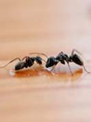 BugsByBrian's tweet photo. Ants Seek Kitchens and Homes in Heat https://t.co/huMO6oona0 #Pests #PestControl #Exterminator https://t.co/EVymreus6Q