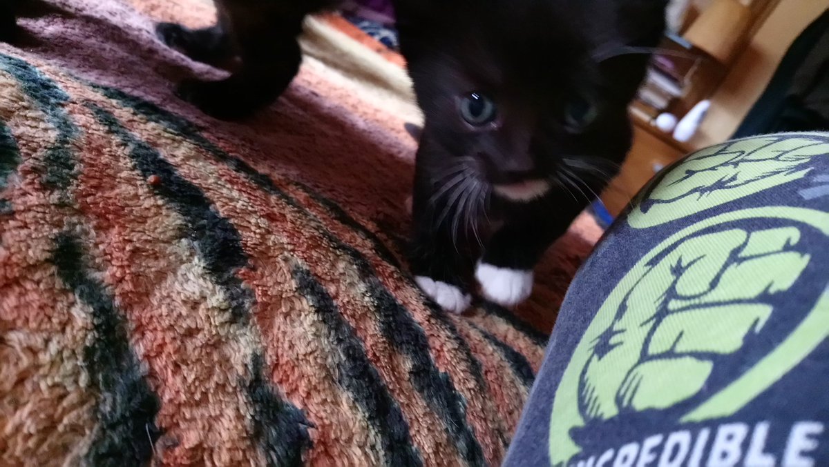 WendyEllis2013's tweet photo. My 5 week old kittens to brighten up a grey Monday 😻#KittenOverload #kittens #CuteKittenAlert https://t.co/32TSswftd7