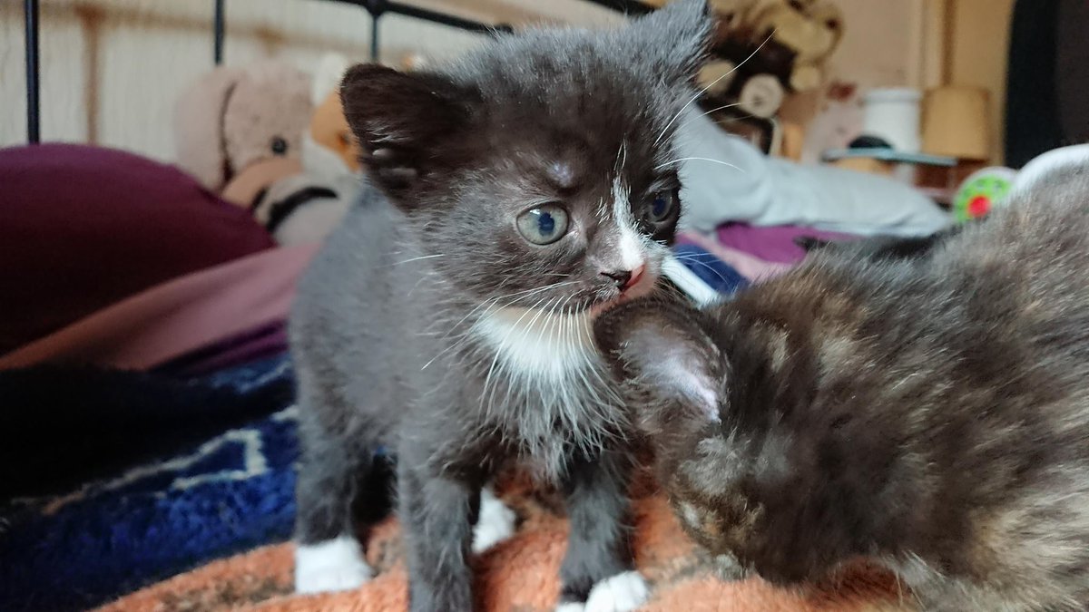 WendyEllis2013's tweet photo. My 5 week old kittens to brighten up a grey Monday 😻#KittenOverload #kittens #CuteKittenAlert https://t.co/32TSswftd7