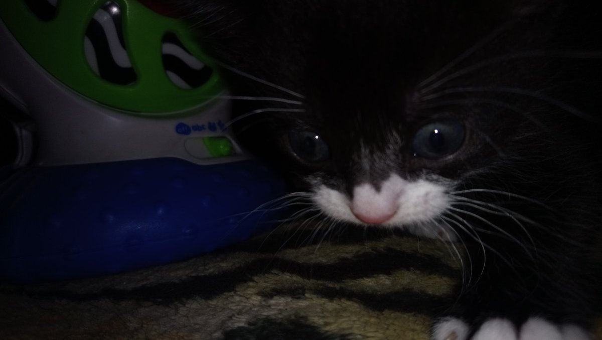 WendyEllis2013's tweet photo. My 5 week old kittens to brighten up a grey Monday 😻#KittenOverload #kittens #CuteKittenAlert https://t.co/32TSswftd7