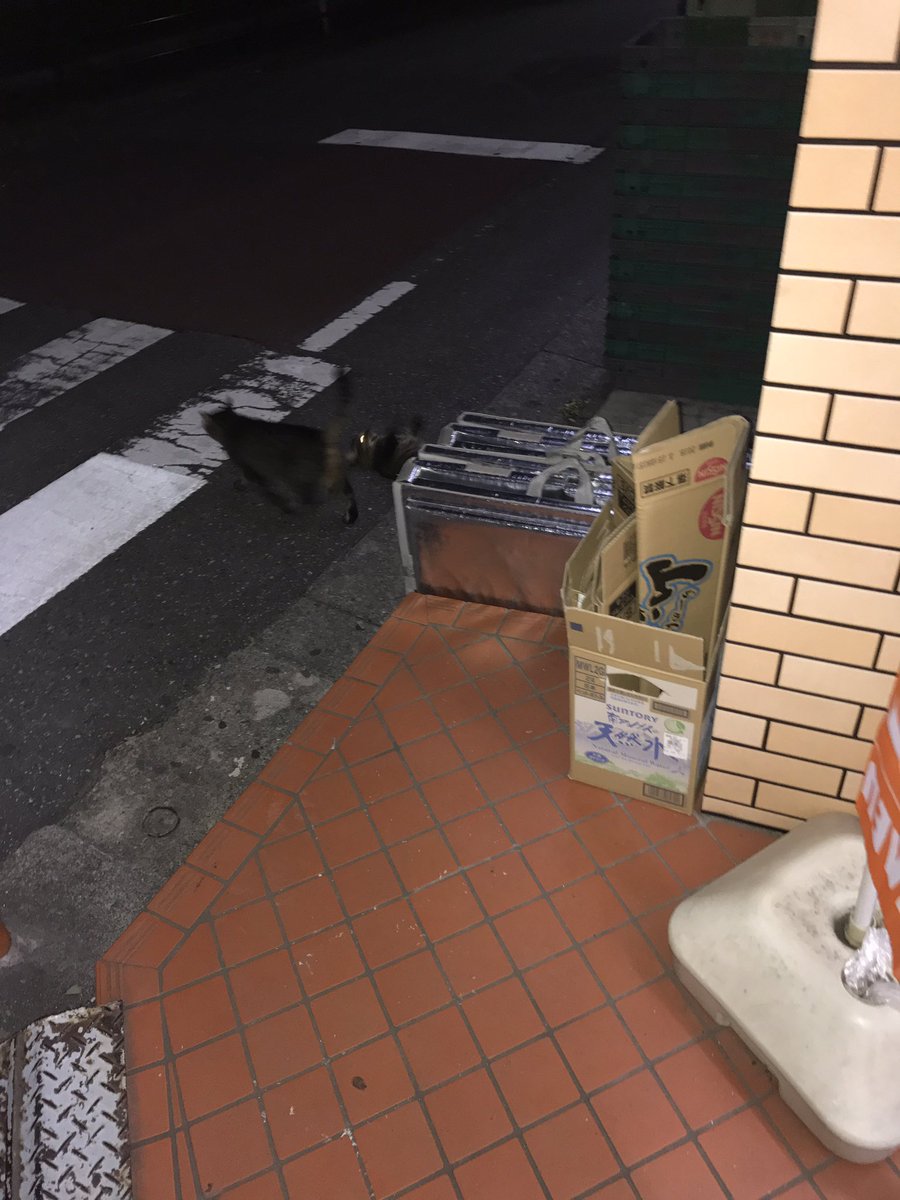 ねこいた！
今日はツインズ！
