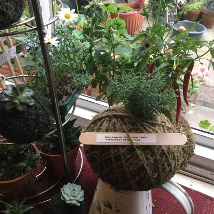 compassalba's tweet photo. Wohooo 🍾 worked out which #Hebe. #Odora #HebeOd001 #Kokedama #compassalba #diy #naomi126 #garden... via @gardentags https://t.co/Qv3bwpR9H2