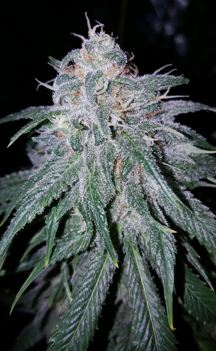 DudeGrows's tweet photo. HomeGrownNchevys is pulling out the dank in their first grow #dgcdank #dudegrows https://t.co/J5F5G22Nvs