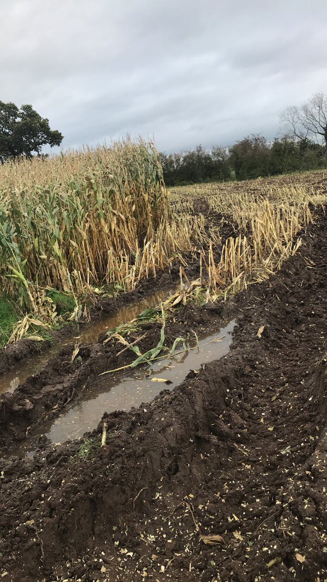 emilygrandfield's tweet photo. Storm Brianโs made getting the Maize off all a little more difficult #maize17 #stormbrian #agiraxx โ๏ธ๐ฝ https://t.co/5zXN1VXsMS