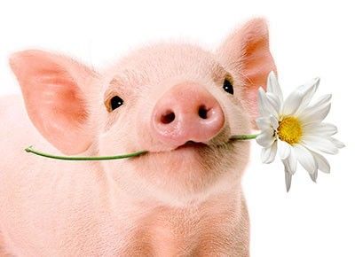 Kat1310's tweet photo. Cute piggy or heavenly bacon? Lindo cerdito o divino tocino? https://t.co/a6rkdLwgRy