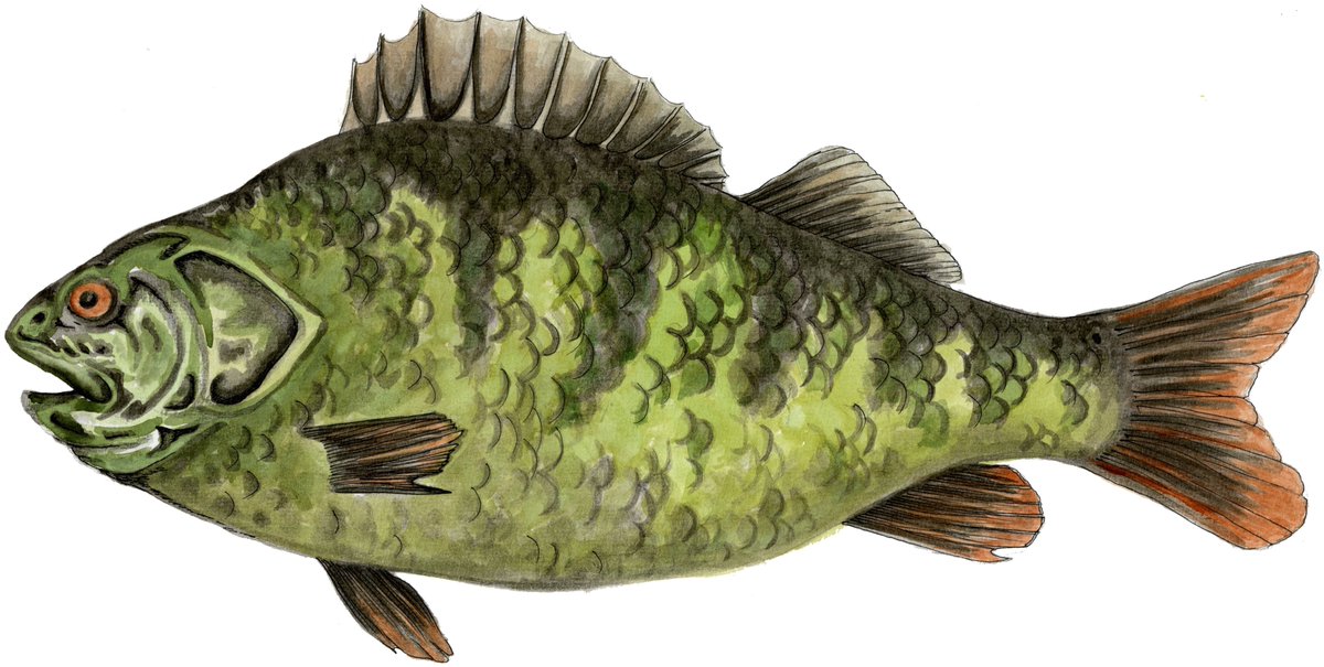 Know your fish?  Come and test your knowledge <a href="/NorwichSciFest/">Norwich Science Festival</a> 26/10 <a href="/TheForumNorwich/">The Forum Norwich</a> <a href="/HowardJuniorSch/">HowardJuniorSchool </a> <a href="/MumblerNorwich/">Norwich Mumbler</a> <a href="/MumsnetNorfolk/">Mumsnet Norfolk</a> @