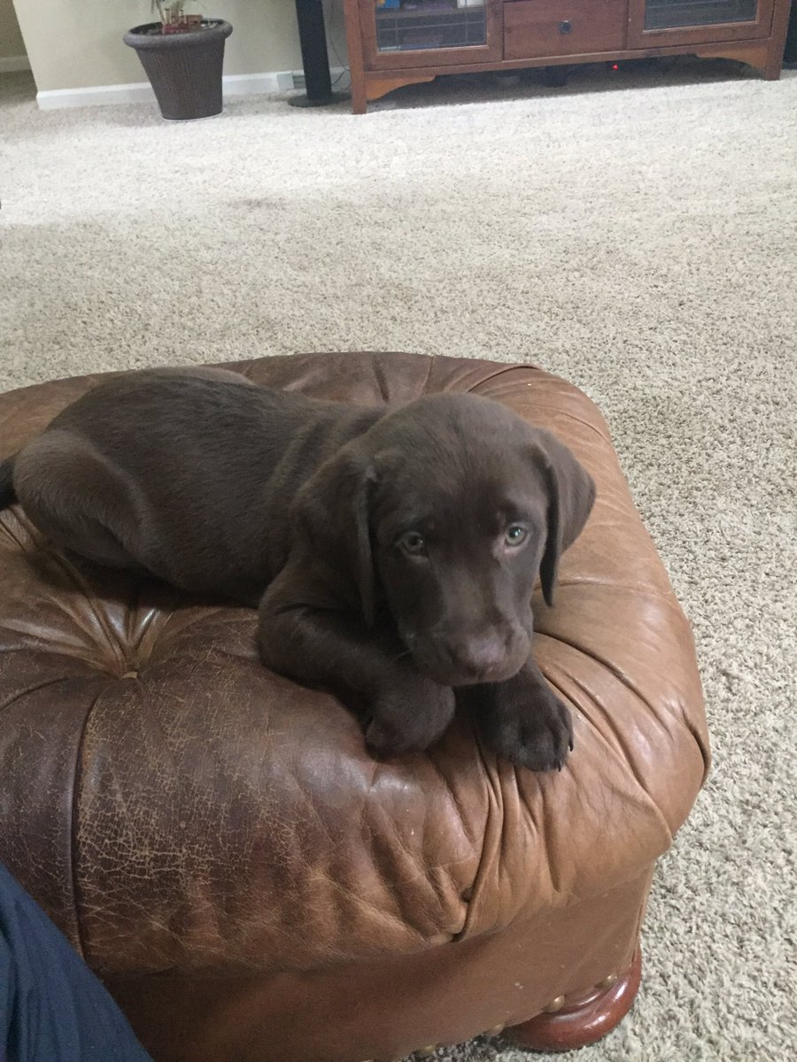 martinvan09's tweet photo. Sorry for the puppy spam everywhere, but I just can't stop https://t.co/rQLLZGiCf8