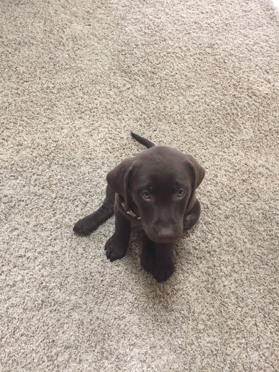 martinvan09's tweet photo. Sorry for the puppy spam everywhere, but I just can't stop https://t.co/rQLLZGiCf8