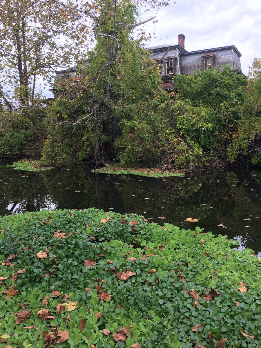 c_bonasera_LU's tweet photo. Second collection spot: invasive water lettuce on the canal, overlooked by a South Bethlehem restaurant #ees152 #exploringbethlehem https://t.co/sAzMoq3IKH