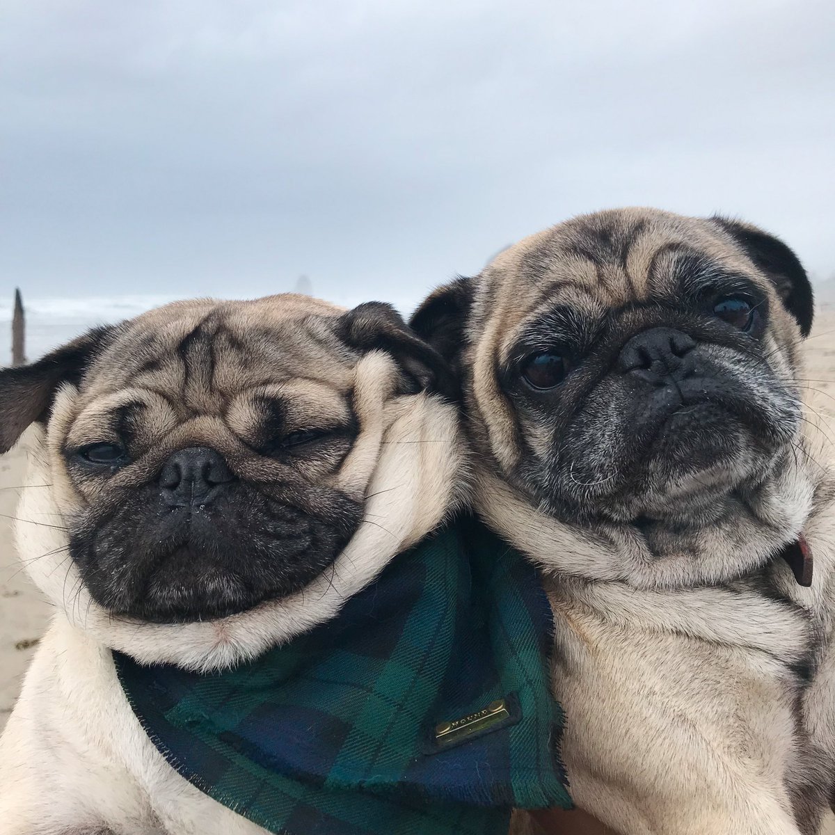 itsdougthepug's tweet photo. We all have that one friend who wants to take too many selfies https://t.co/HiGauP6LWg