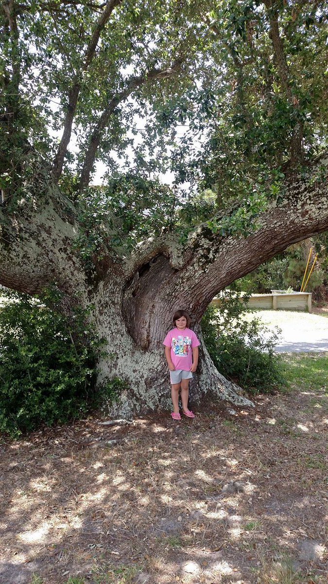 OuterBeaches's tweet photo. Share your photos for #OBRMemoryMonday. Last week's winner is Steve S. Do YOU know the legend of the Cora Tree?  >> https://t.co/pa69d60l09 https://t.co/txGC2rzyep