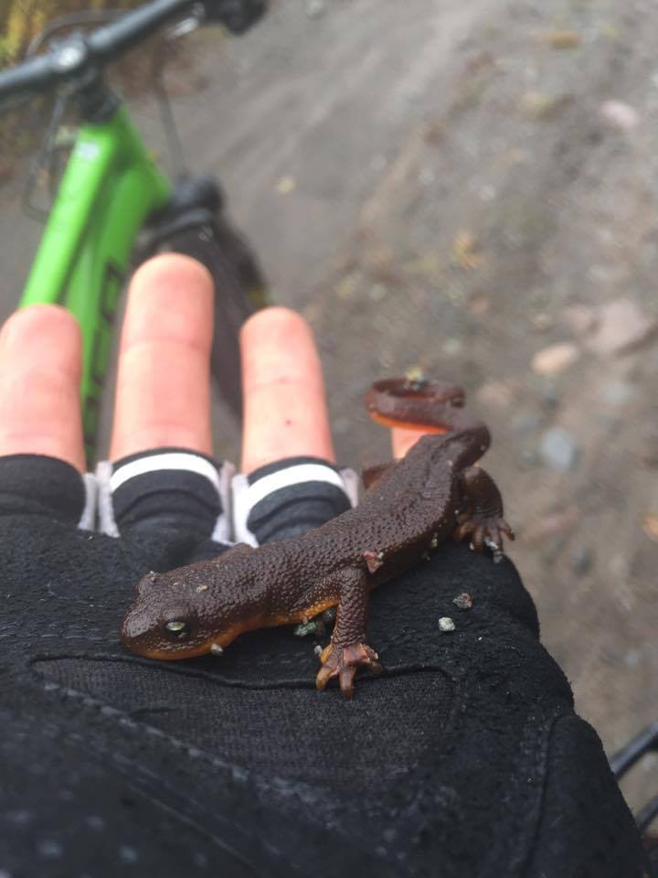 SamiBierman's tweet photo. saved this #newt from the trail yesterday.. am I artificially interfering with the course of evolution??  #quevolution https://t.co/BkcHxlhmfd