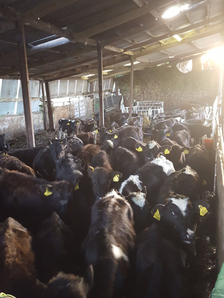 FARMERPHIL135's tweet photo. 66 calves in for the winter #calves #winter #ybfsp #angus #fresian #jersey #hereford https://t.co/DdX5AzigWm