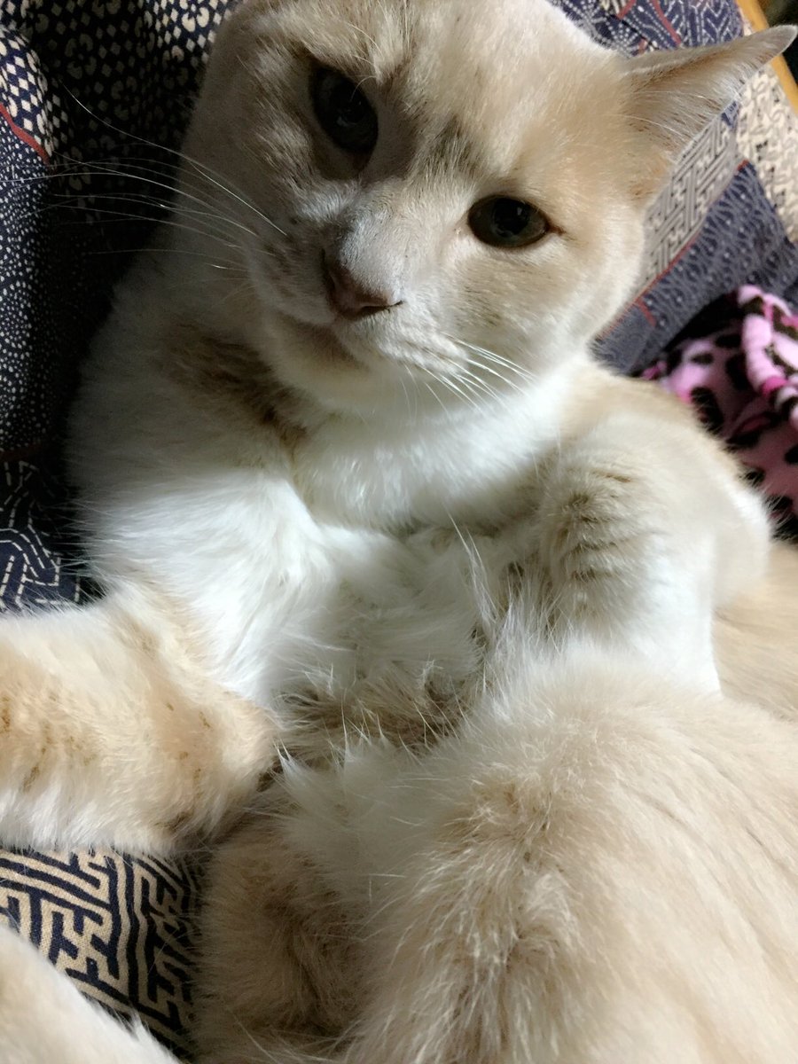 Mgf6Y10's tweet photo. うちの愛猫10月20日夜、
居なくなってしまいました。
もし見かけたら報告下さい。

#拡散希望RTお願いします https://t.co/HtlnwLxqFP