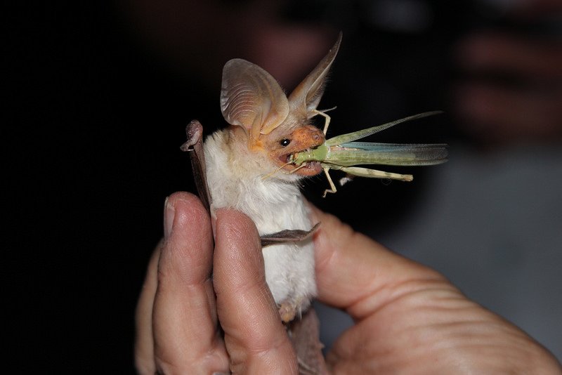 BLMca's tweet photo. Happy #BatWeek! /＼^._.^／\ Don't miss FREE activities in Santa Rosa &amp; San Jacinto Mtns &amp; Sand to Snow Natl Monuments: https://t.co/nTMYlLl1qX https://t.co/QyE41gmIYi