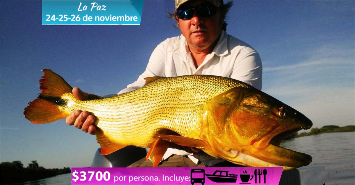 RutadePesca's tweet photo. Nos vamos a #pescar #dorados a #LaPaz | Salida #todoincluido, consultas al Whatsapp 1127922477 o mas detalles > https://t.co/3sxVzjnADt https://t.co/1mONCh40mz